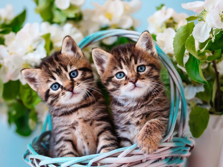 Cosa fare se un gatto ti graffia?