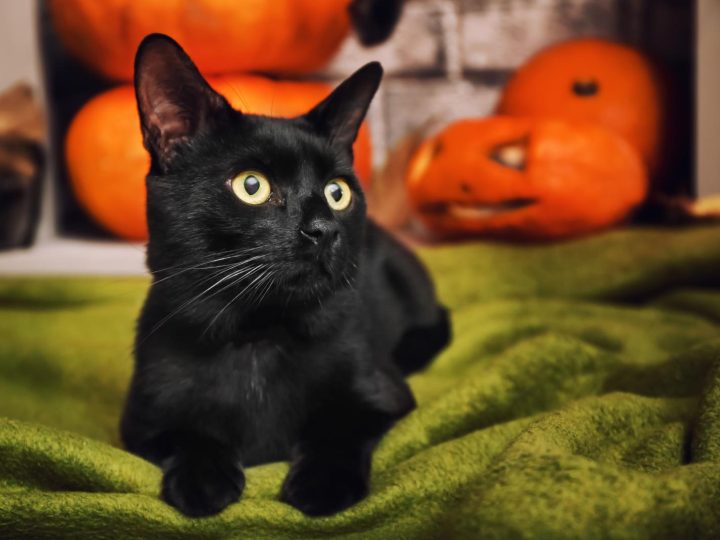 Cosa fare se un gatto ti morde?