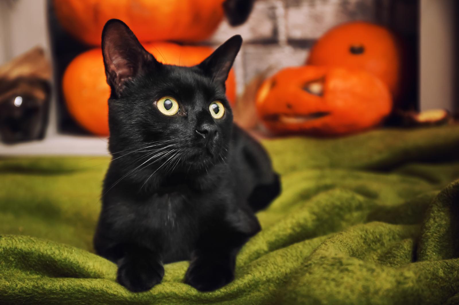 Cosa fare se un gatto ti morde?