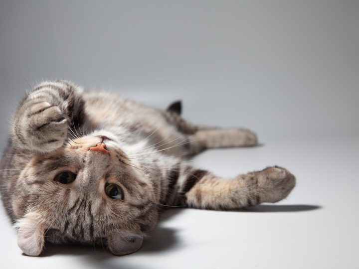 Cosa mangiano i gatti piccoli?