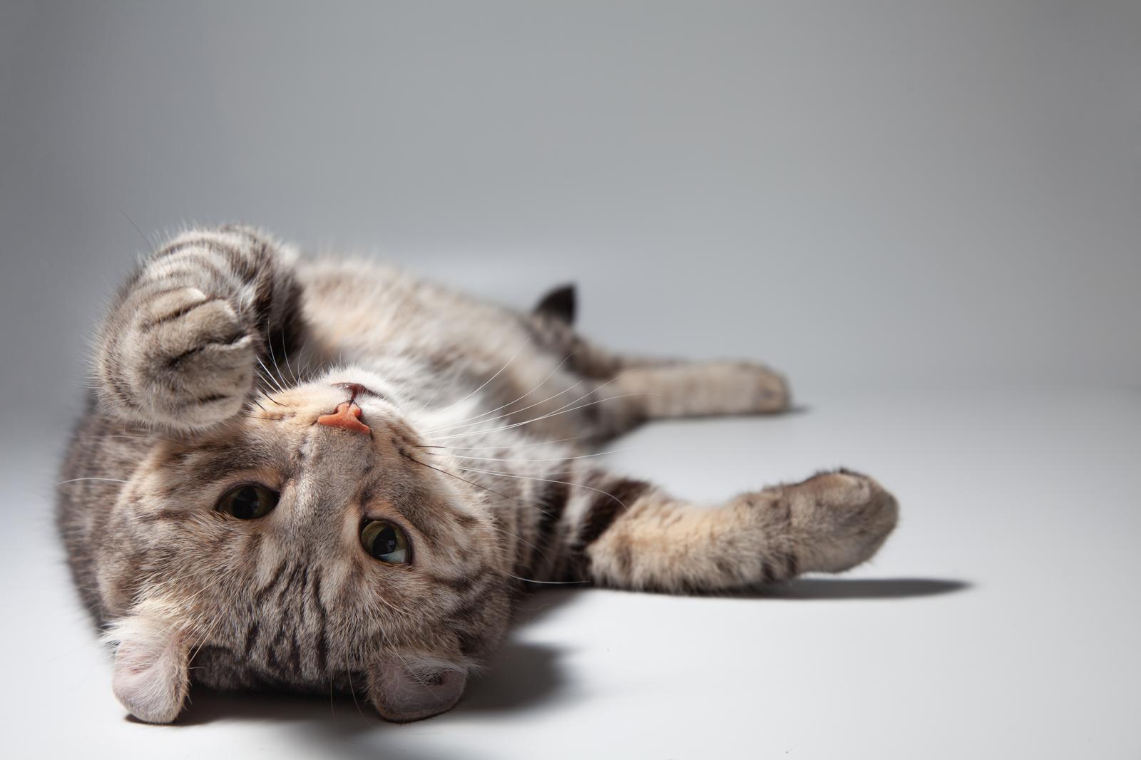 Cosa mangiano i gatti piccoli?