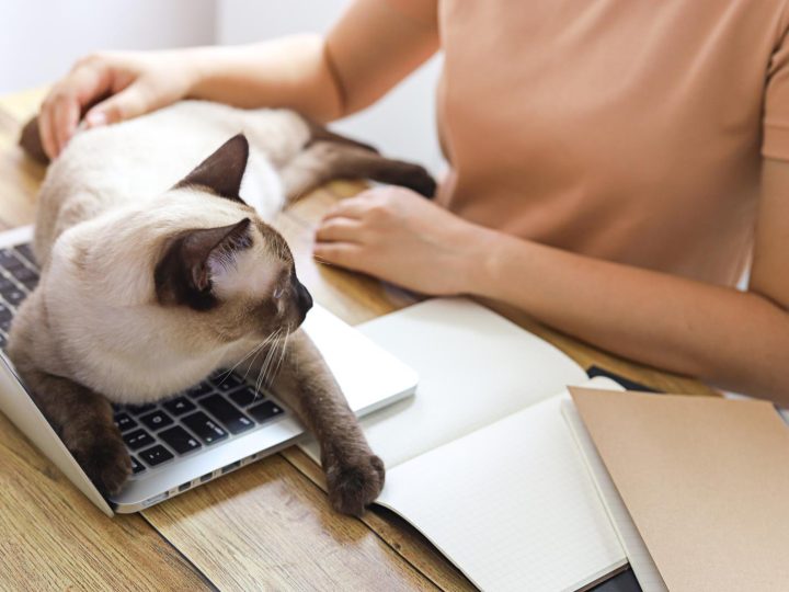 Cosa mangiano i gatti randagi?