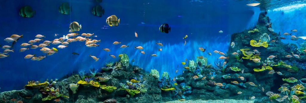 Cosa mettere nel filtro acquario