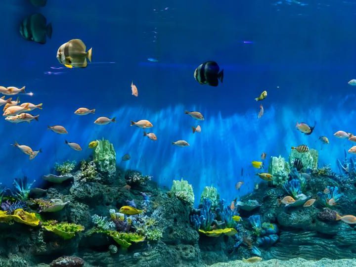 Cosa mettere nel filtro acquario?