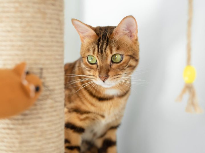 Cosa non possono mangiare i gatti?