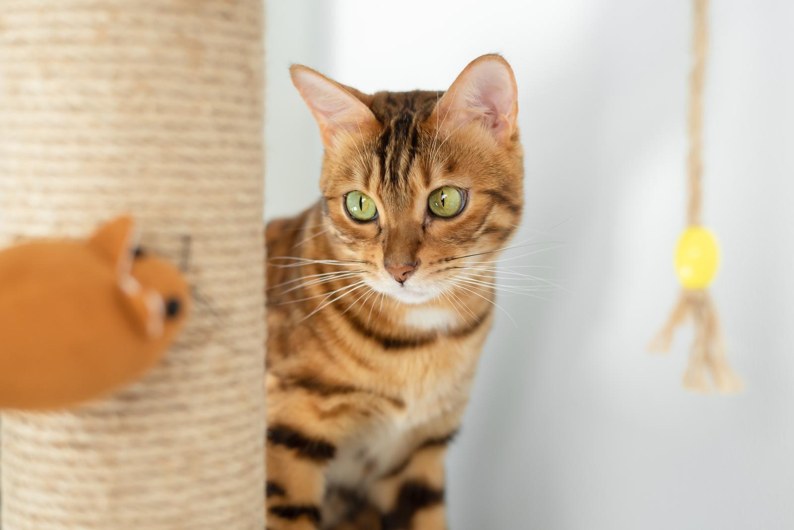 Cosa non possono mangiare i gatti?