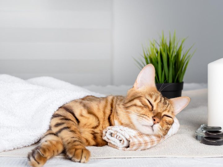 Cosa piace ai gatti?
