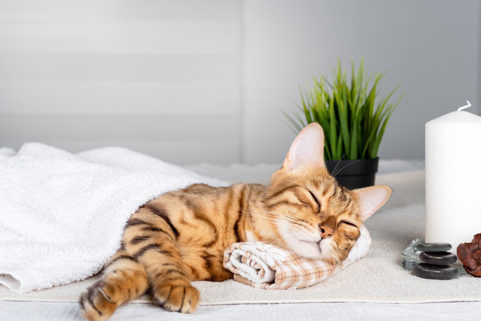Cosa piace ai gatti?