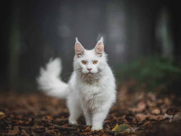 Cosa prendere per un gatto?