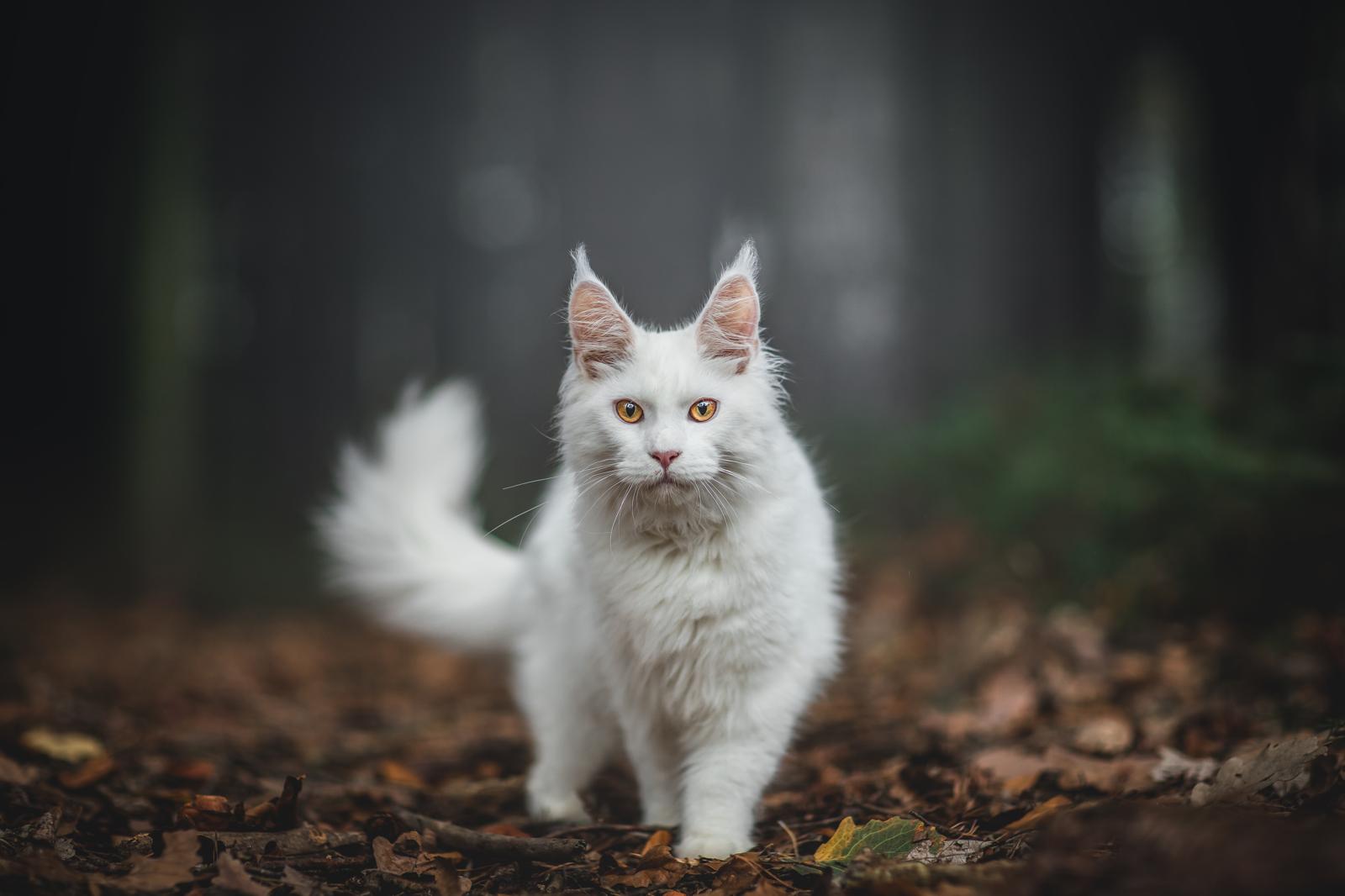 Cosa prendere per un gatto?