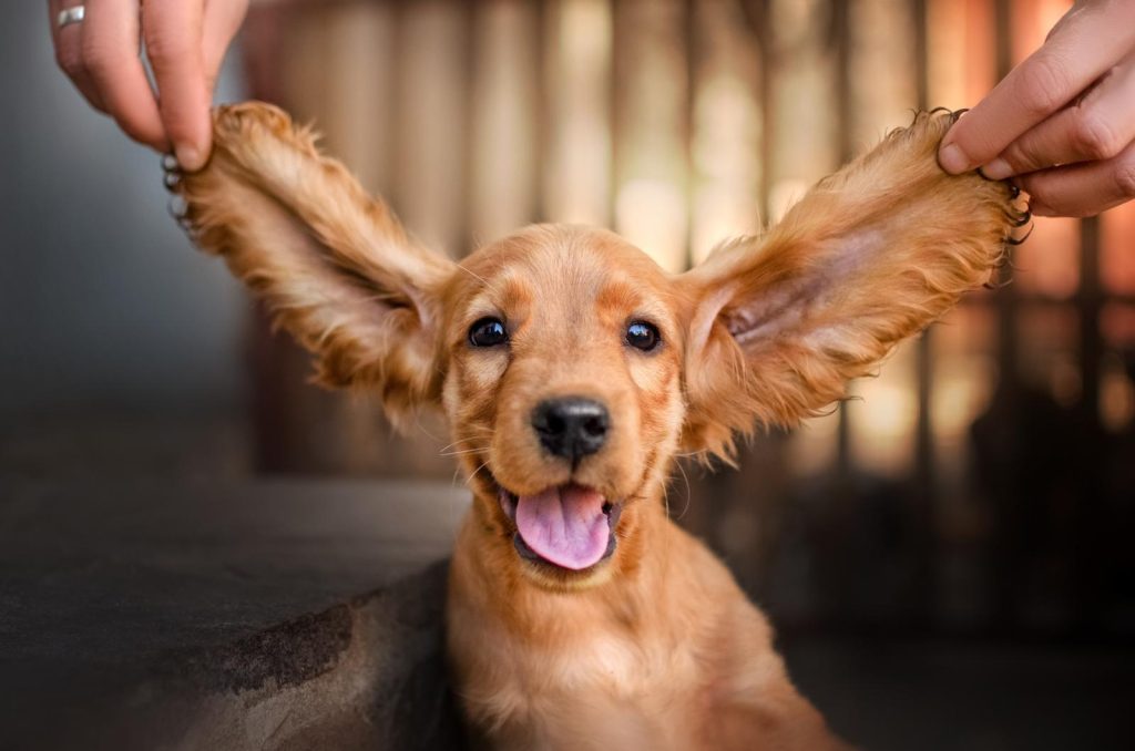 Cosa può mangiare un cucciolo di cane di 2 mesi
