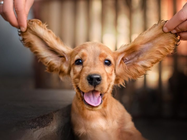 Cosa può mangiare un cucciolo di cane di 2 mesi?
