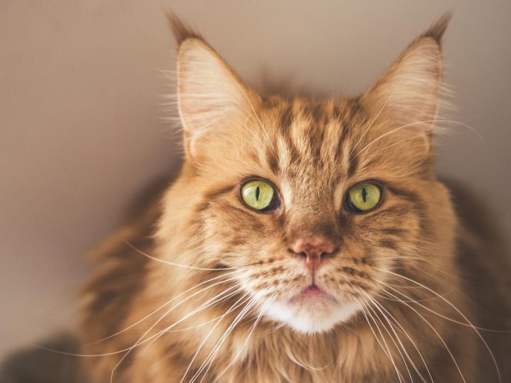 Cosa significa quando il gatto muove la punta della coda?