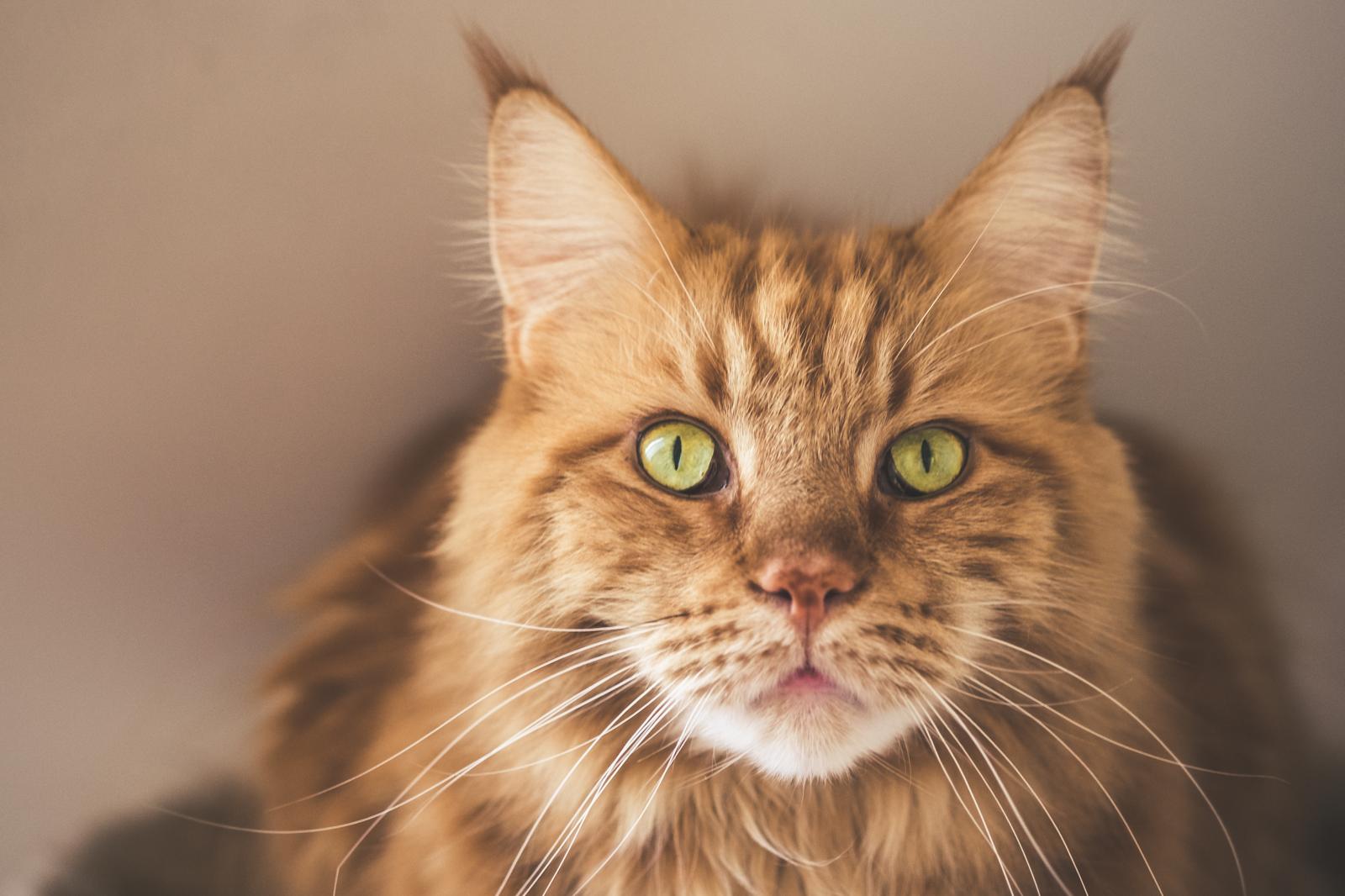 Cosa significa quando il gatto muove la punta della coda?