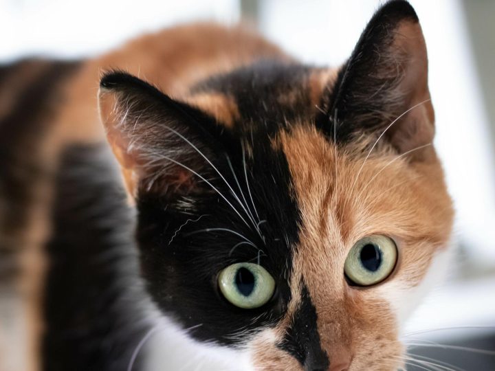 Cosa sognano i gatti?