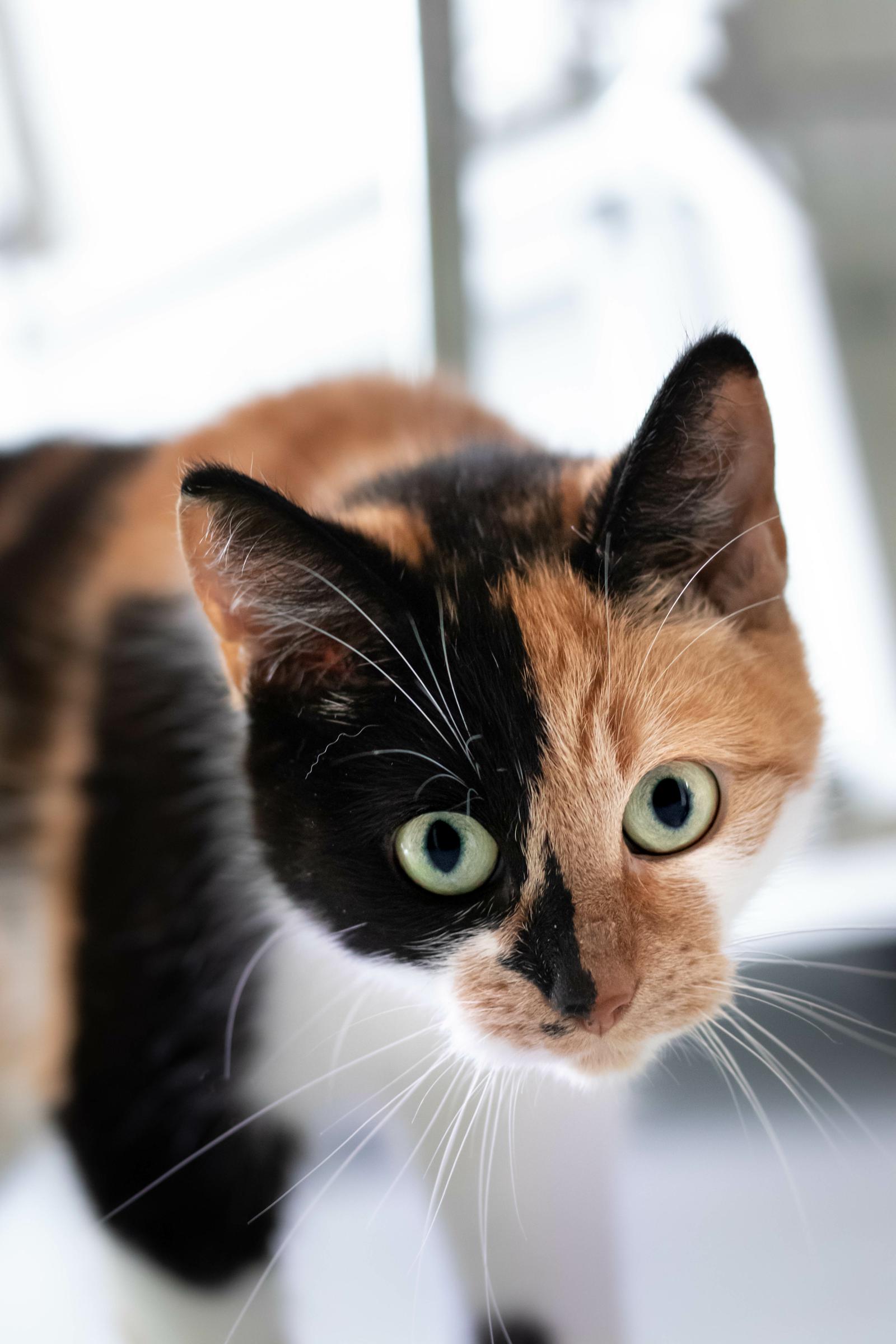 Cosa sognano i gatti?