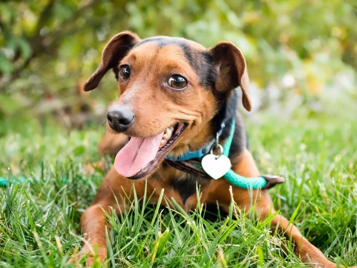 Cosa succede se un cane adulto mangia crocchette per cuccioli?