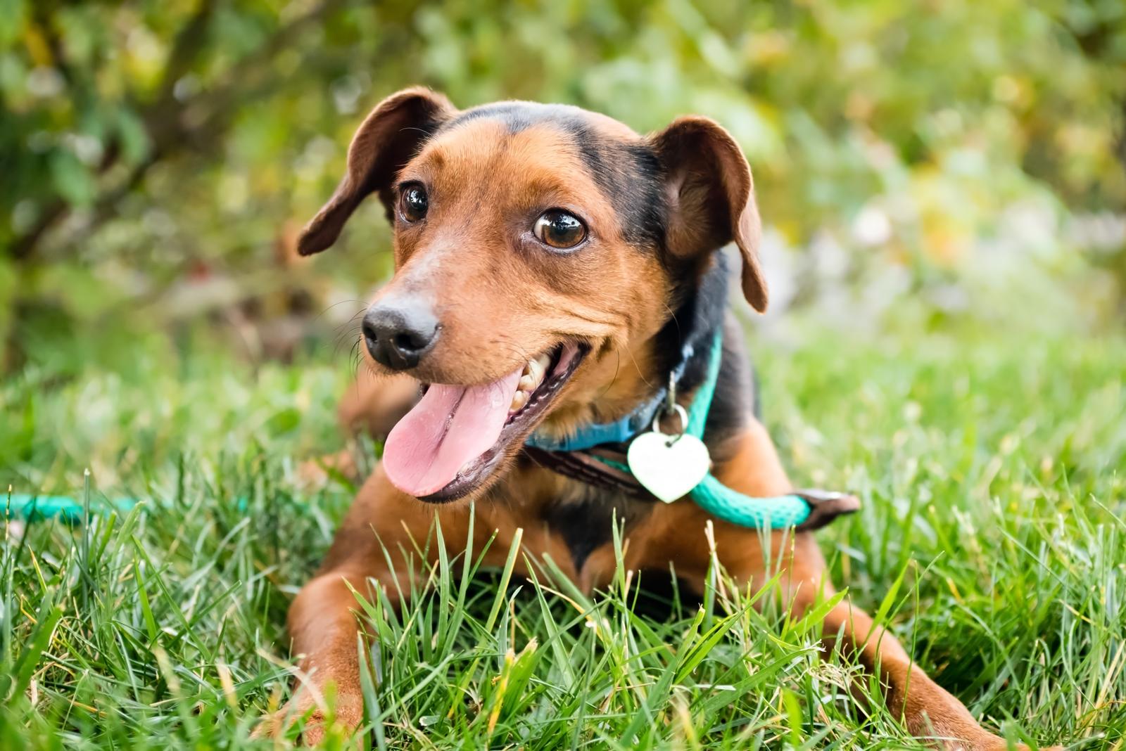 Cosa succede se un cane adulto mangia crocchette per cuccioli?