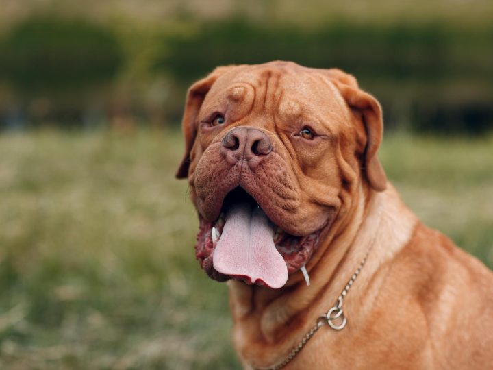 Cosa vuol dire quando il cane ti mordicchia?