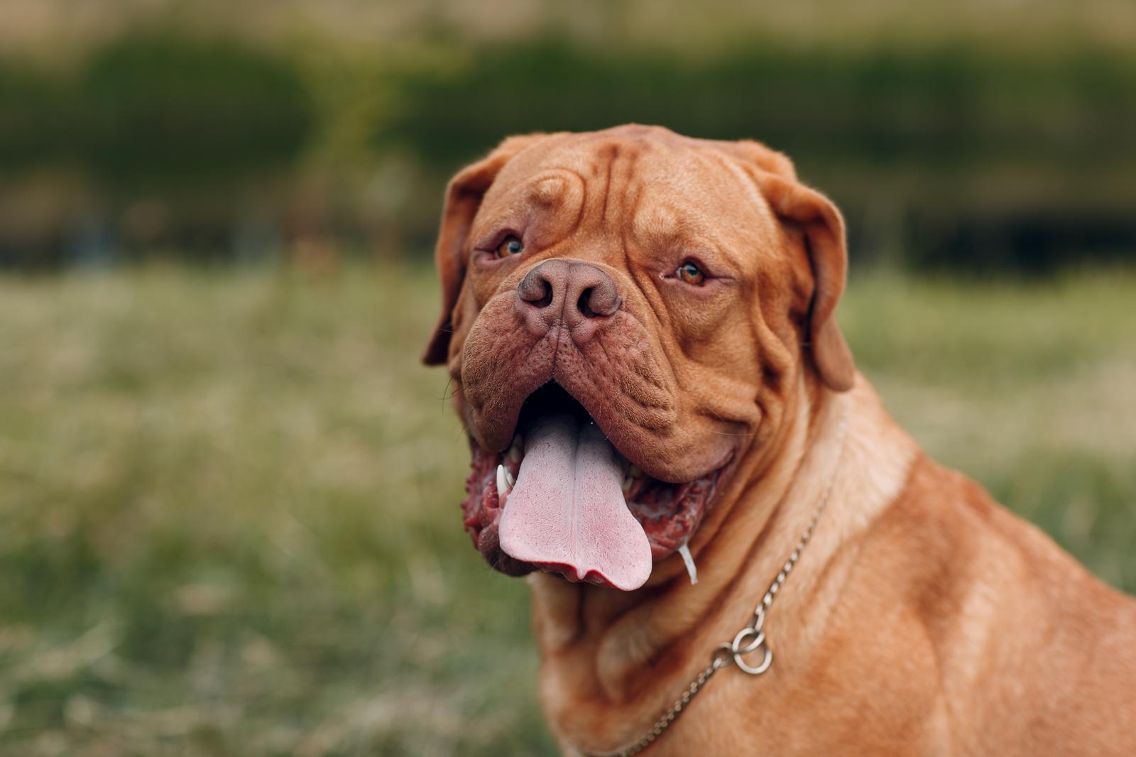 Cosa vuol dire quando il cane ti mordicchia?