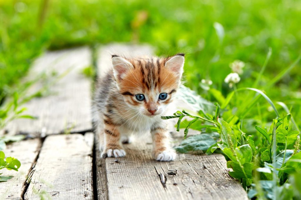 Cosa vuol dire quando il gatto muove la coda