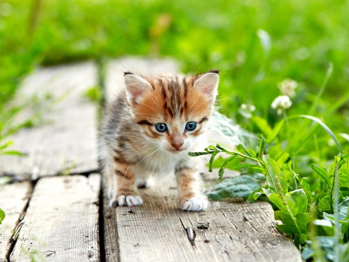 Cosa vuol dire quando il gatto muove la coda?