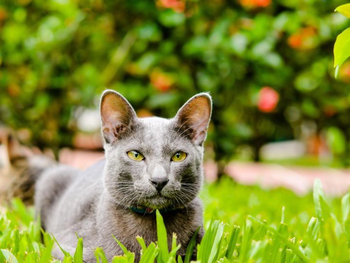 Di cosa hanno paura i gatti?