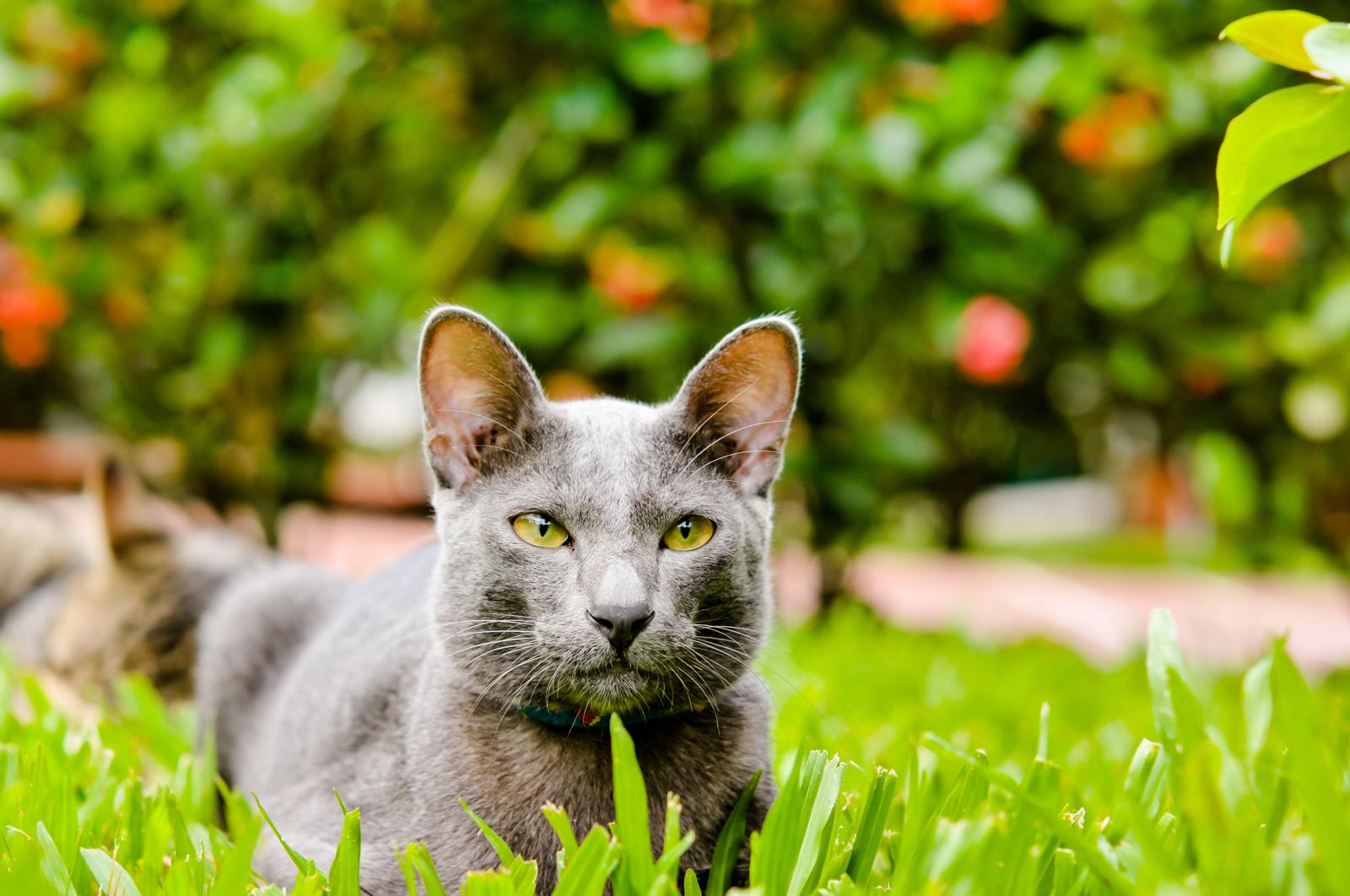 Di cosa hanno paura i gatti?