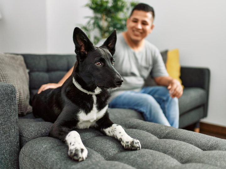 Dove andare con il cane la domenica?