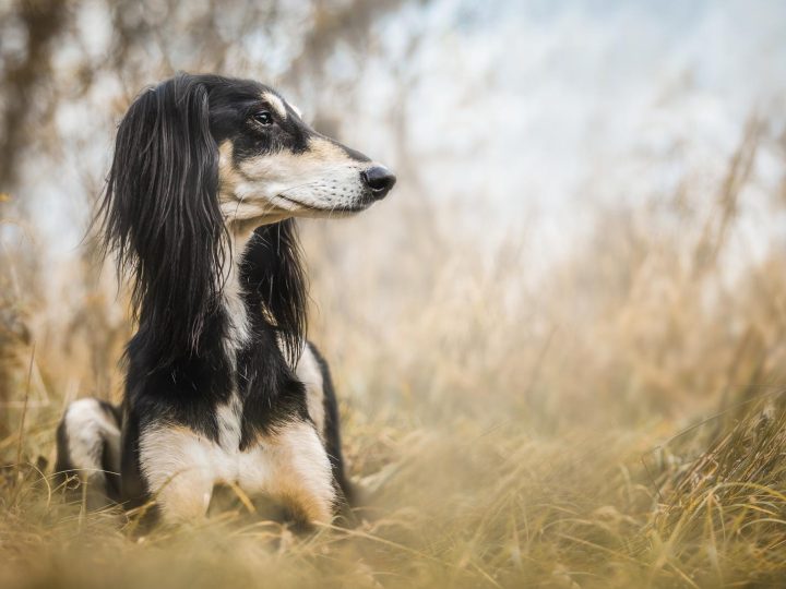 Dove andare in vacanza con il cane in Italia?