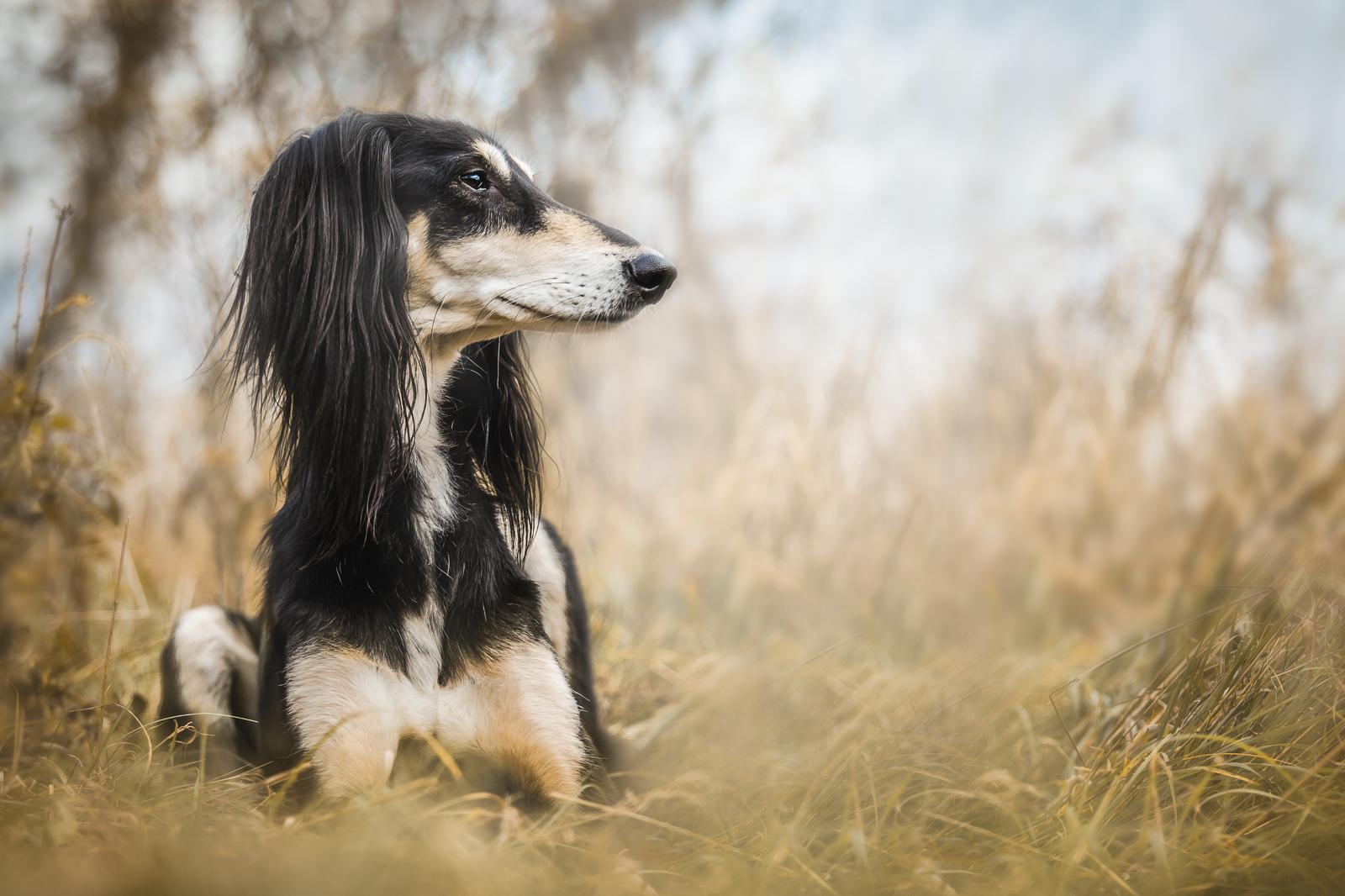 Dove andare in vacanza con il cane in Italia?