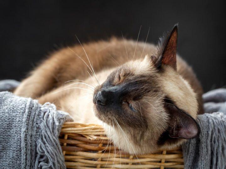 Dove comprare un gatto?