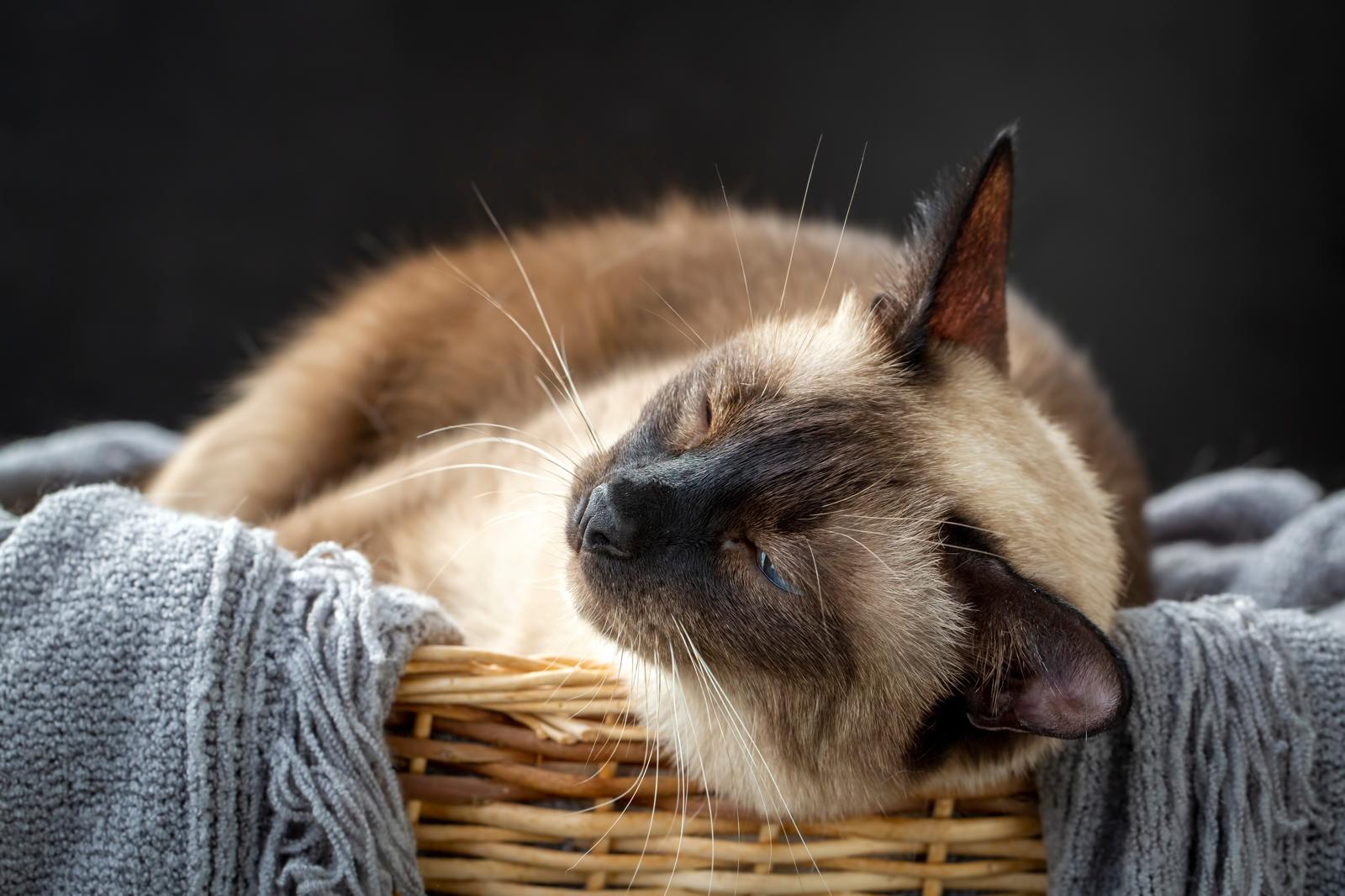 Dove comprare un gatto?