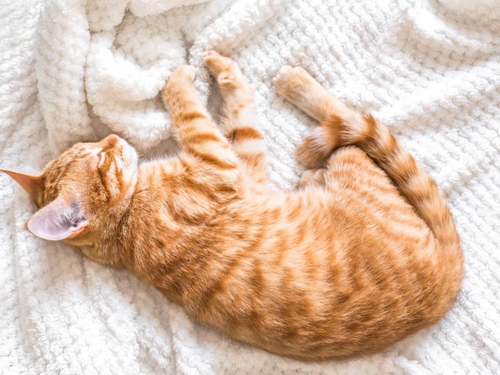 Dove far dormire il gatto di notte?
