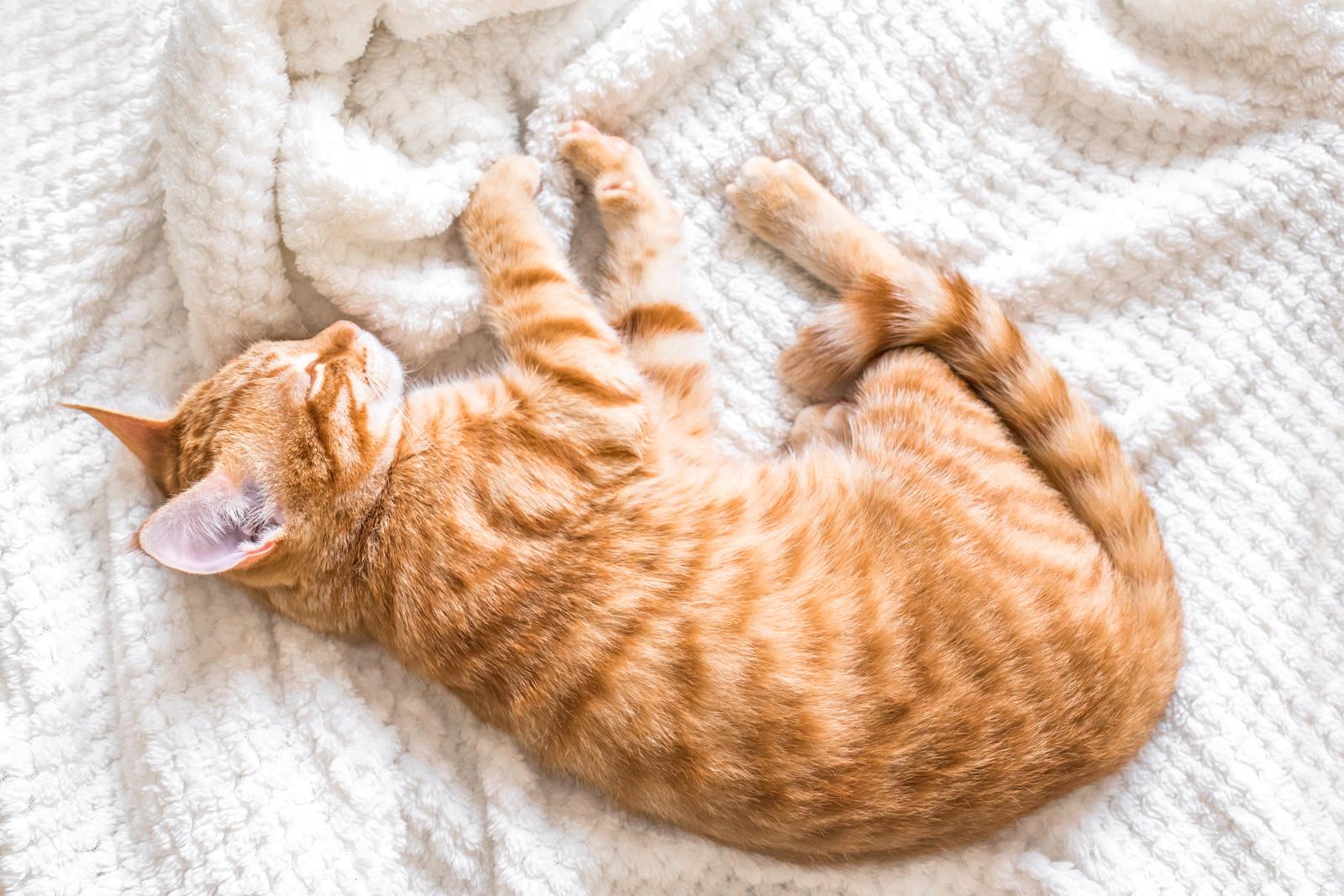 Dove far dormire il gatto di notte?