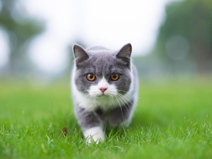 Dove mettere antipulci gatto?