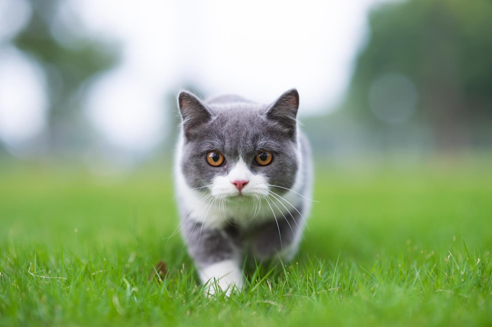 Dove mettere antipulci gatto?