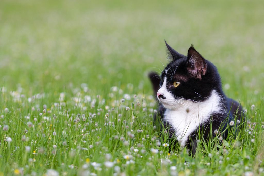 Dove mettere la lettiera del gatto