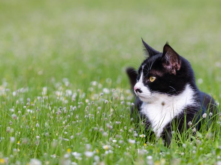 Dove mettere la lettiera del gatto?