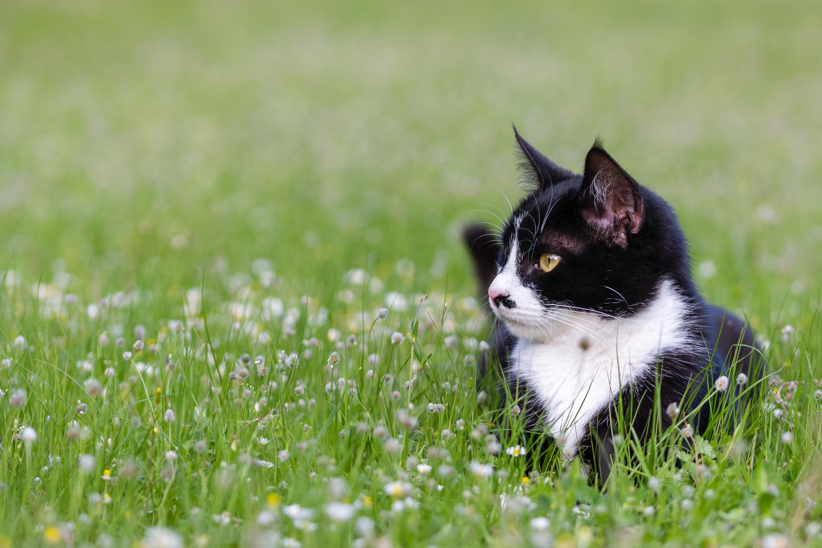 Dove mettere la lettiera del gatto?