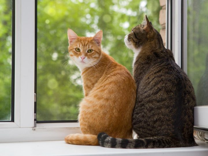 Dove partoriscono i gatti randagi?