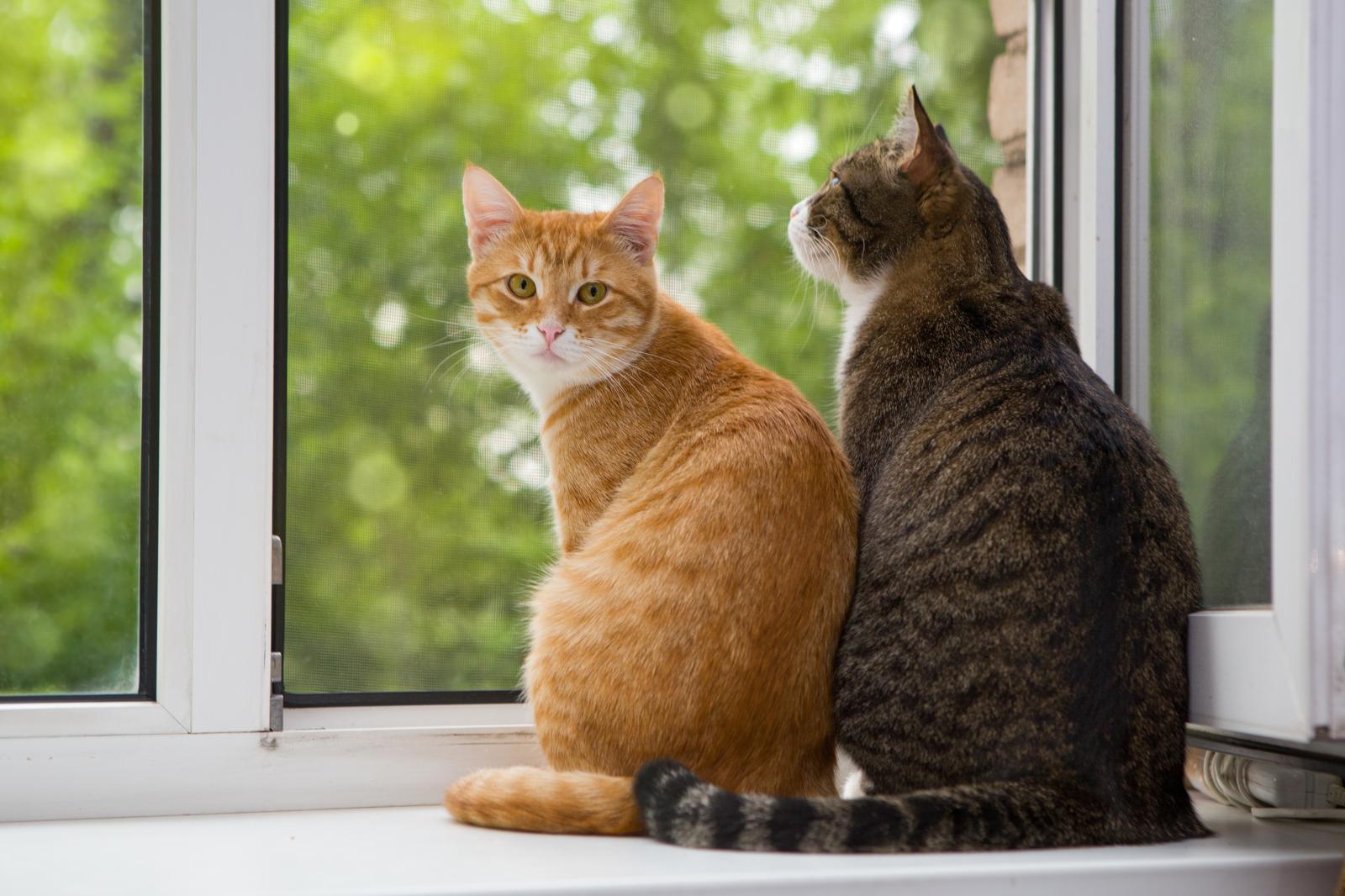 Dove partoriscono i gatti randagi?