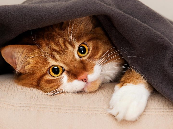Dove prendere un gatto?