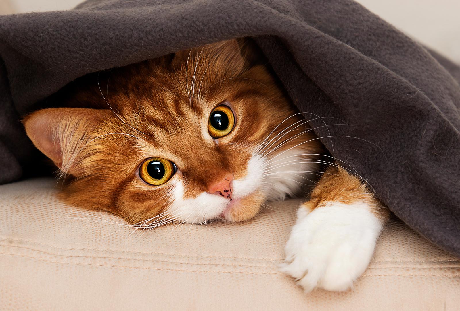 Dove prendere un gatto?