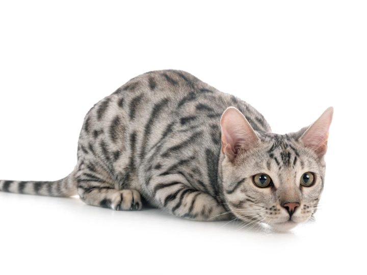 Dove si butta la cacca del gatto?