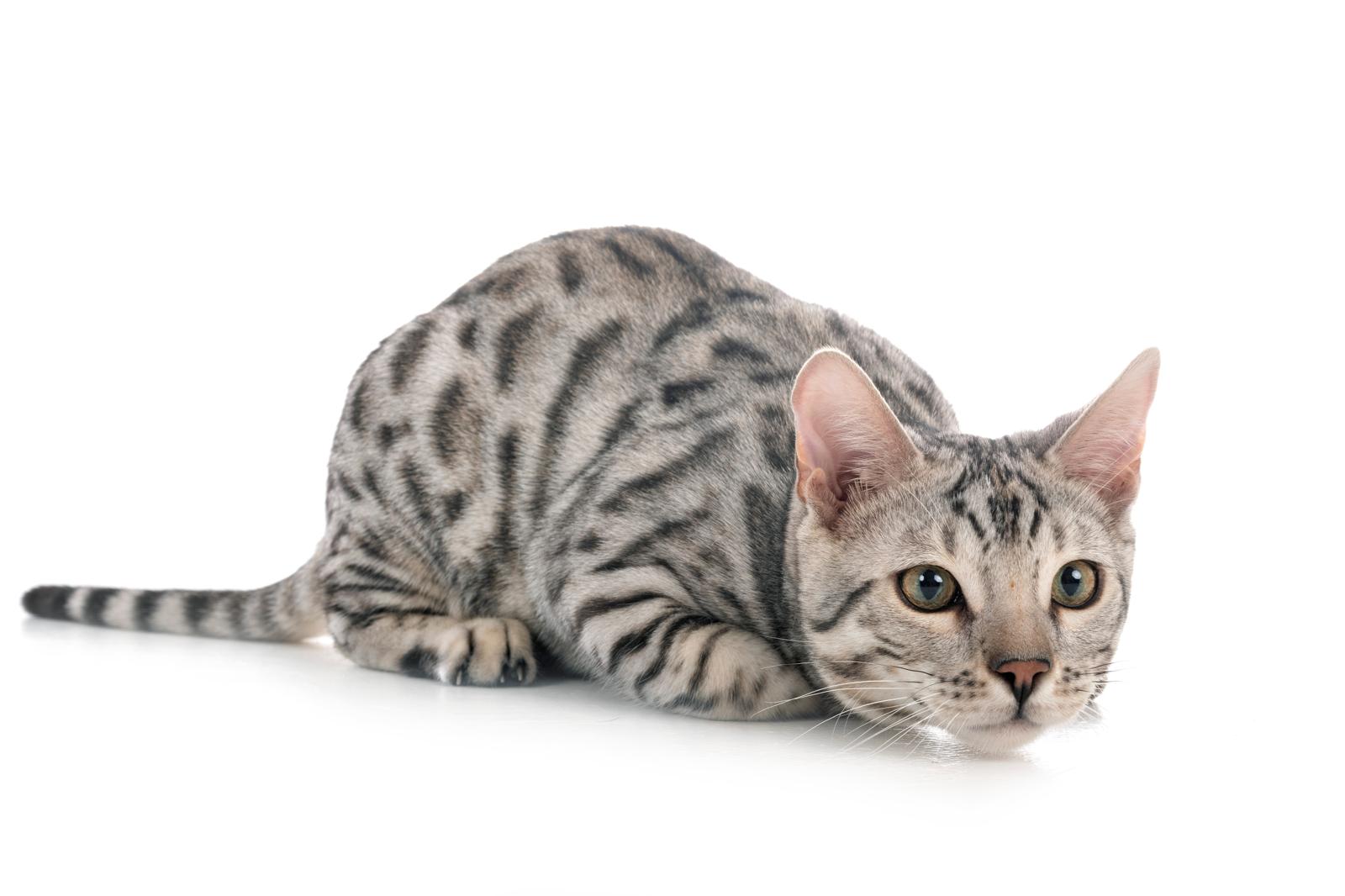 Dove si butta la cacca del gatto?