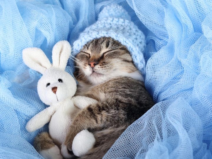 Dove vive il gatto?