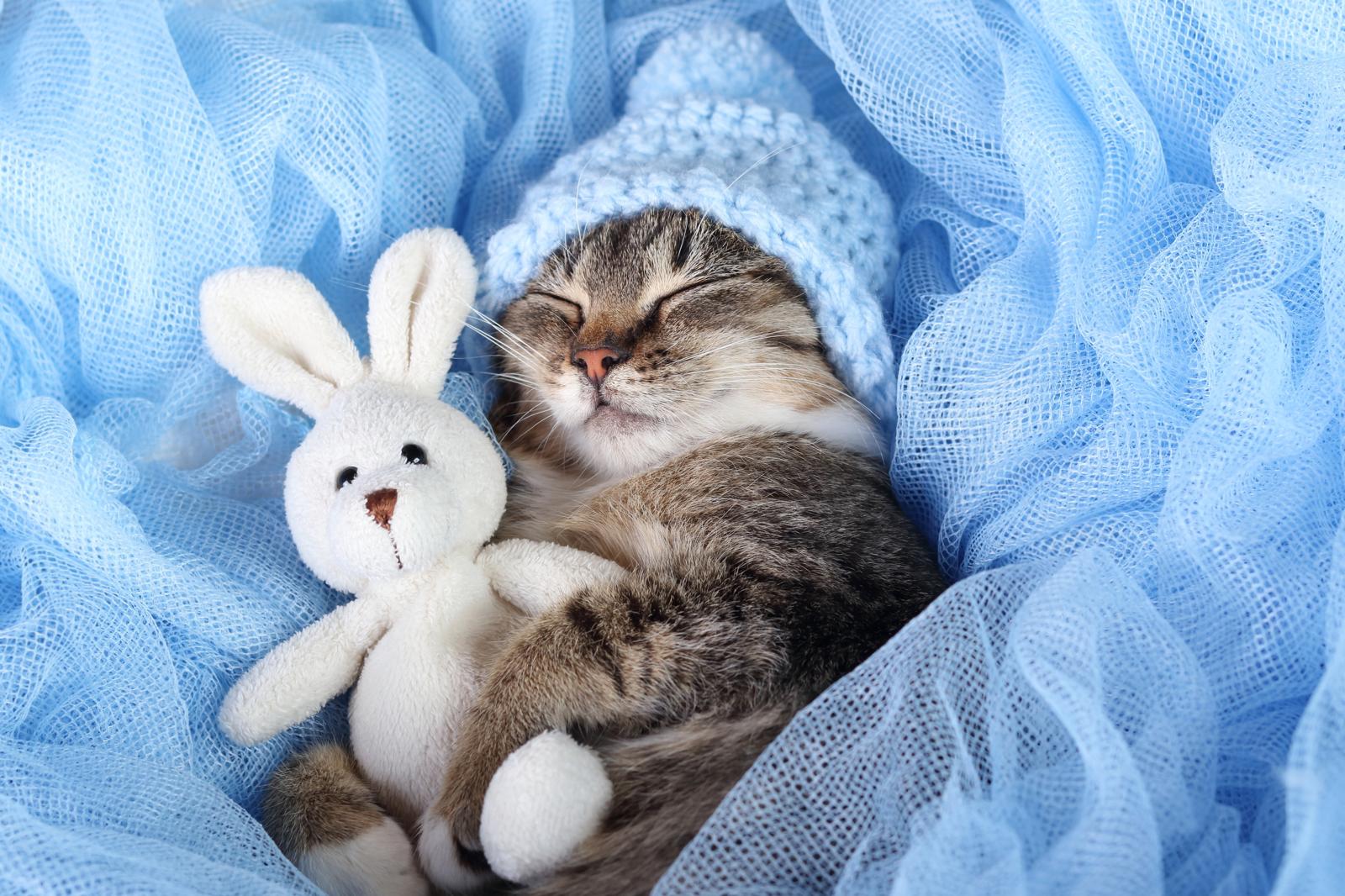 Dove vive il gatto?
