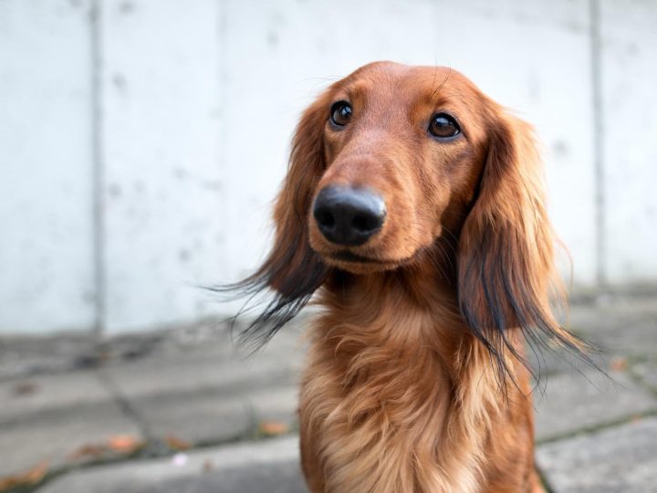 È più intelligente il cane o il gatto?