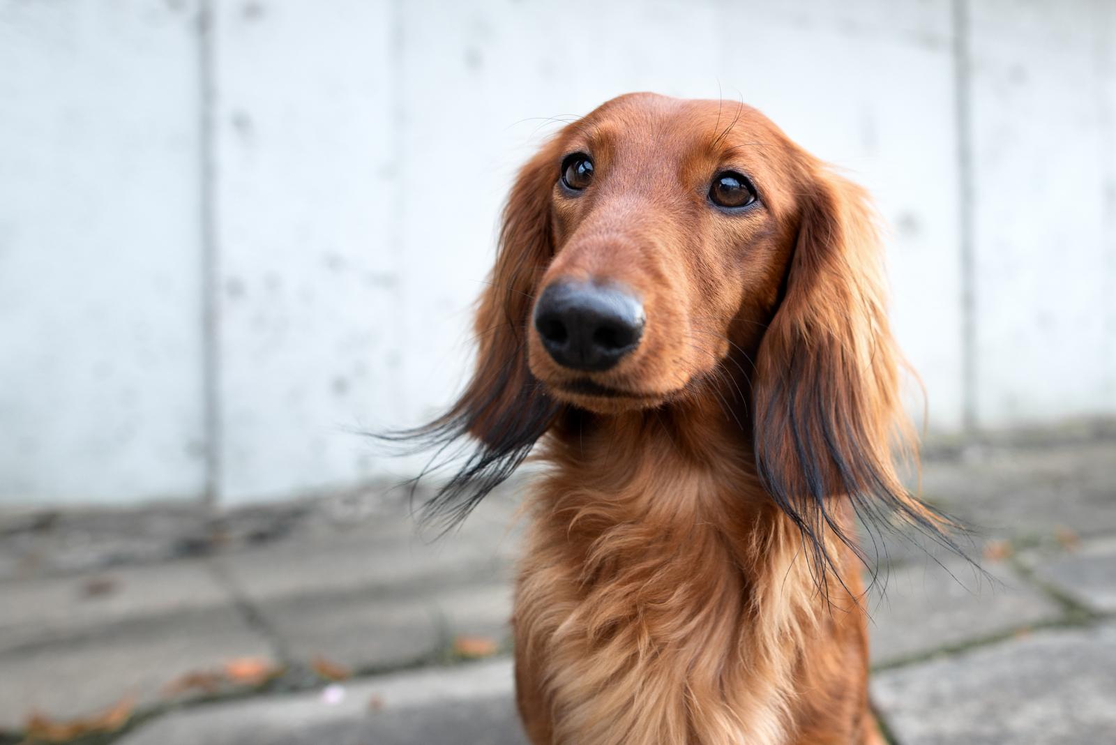 È più intelligente il cane o il gatto?